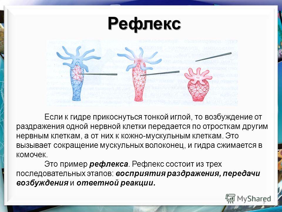 Кракен zerkalo pw