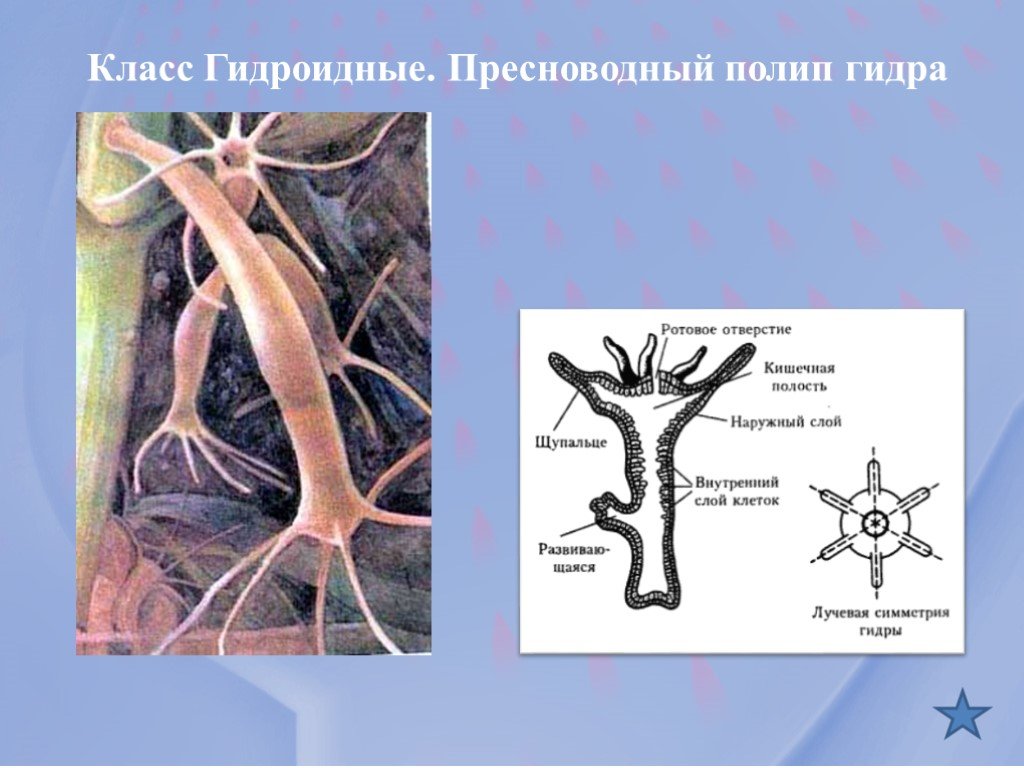 Кракен рабочая ссылка тор